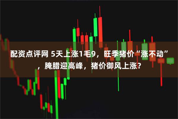 配资点评网 5天上涨1毛9,旺季猪价“涨不动”,腌腊迎高峰,猪价御风上涨?